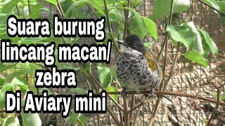 Suara burung lincang macan di kandang aviary