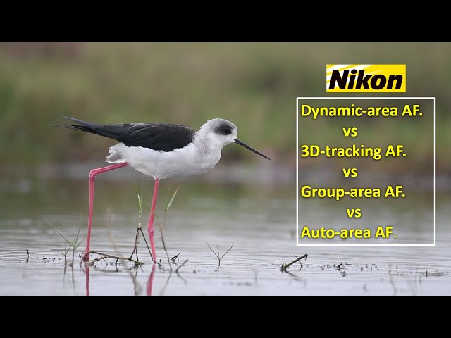 Nikon Dynamic Area AF vs 3D Tracking AF vs Group Area AF vs Auto-area AF | Wildlife Photography . class=