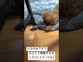 #ネズミ で #興奮 #猫 の #エル の #お下がり #大満足 #トイプードル の #ニア #toypudel #犬 #dog #いぬ #イヌ #動物 #動物動画 #ペット動画 #犬好き