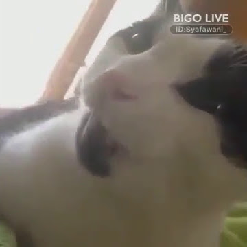 Lebiuu π #bigolivevideo