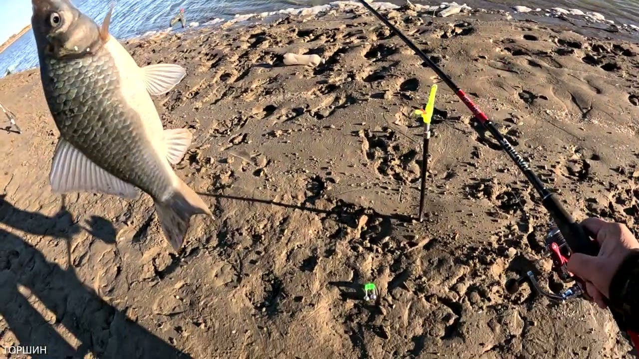 Рыбалка в Диких Местах! Осень 2025! СЫРДАРЬЯ! Вкусная еда на костре! 