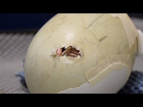 Chick hatching from egg