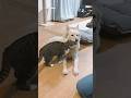 猫「えへへ～犬成分チャージ」