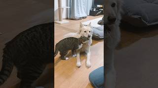 猫「えへへ～犬成分チャージ」
