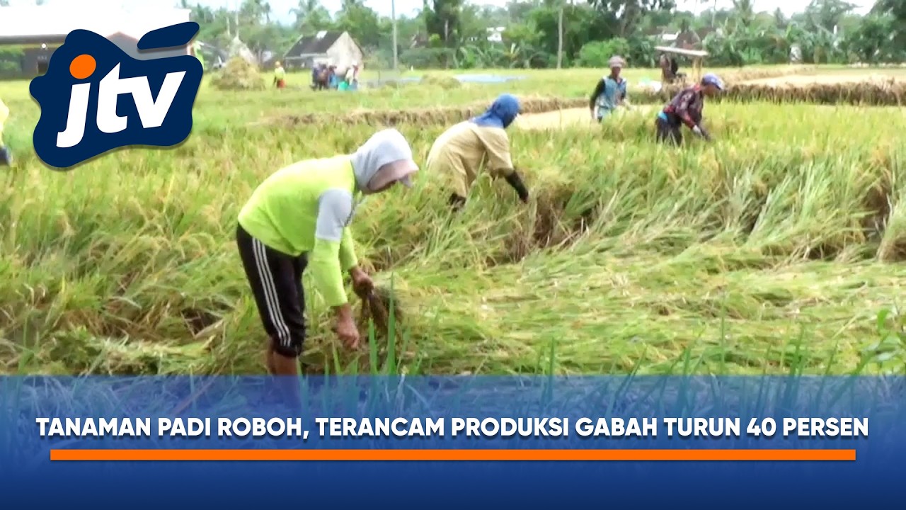 PULUHAN HEKTAR PADI ROBOH, PETANI TERANCAM RUGI