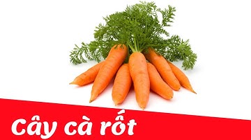 Dạy bé học nhận biết cây cà rốt tiếng việt | Dạy trẻ thông minh sớm