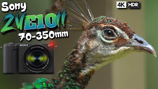 Birds Sony Zv-E10 Ii 70-350Mm Hdr