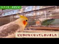 ピピ歩けなくなってしまいました　#コザクラインコ　　#オカメインコ　#セキセイインコ