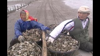 綠牡蠣悲歌新竹香山海域 (公共電視 我們的島第291集 20050131)