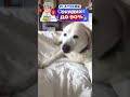 Что-то в нос попало...🤣🤣 #животные #интересныефакты