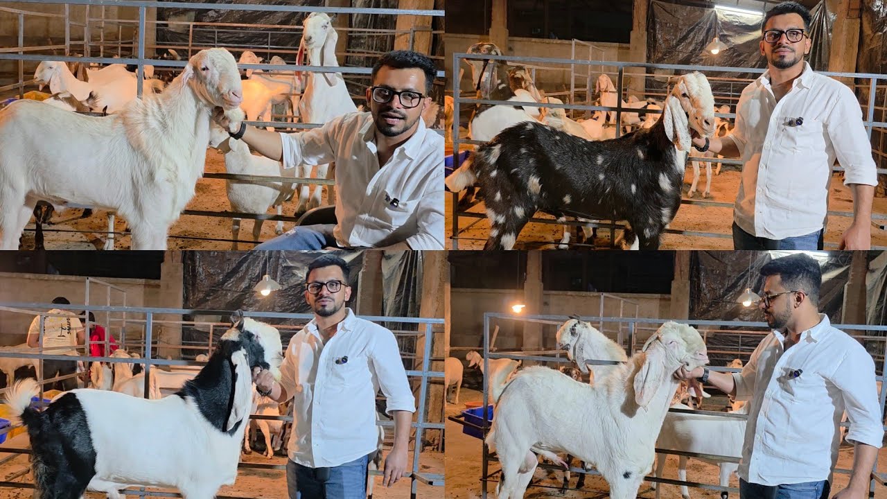 Al Niamat Goat Farm Bhiwandi | Saal Bhar Palehue Bakre Nayaab Quality | Top Nasal Ke Bakre.