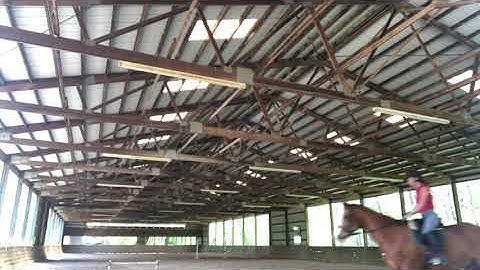 Shoulder Fore and Haunches in