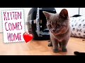 Kitten Comes Home!