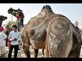 Sohrab Goth CAMEL mandi MOST EXPENSIVE Camel in Asia's Largest Cattle market Vlog#9