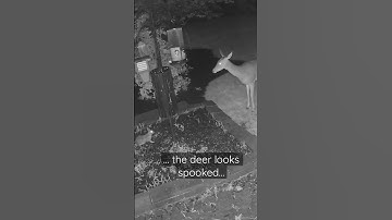 A bunny rabbit, a deer and a skunk… in the same place at the same time!