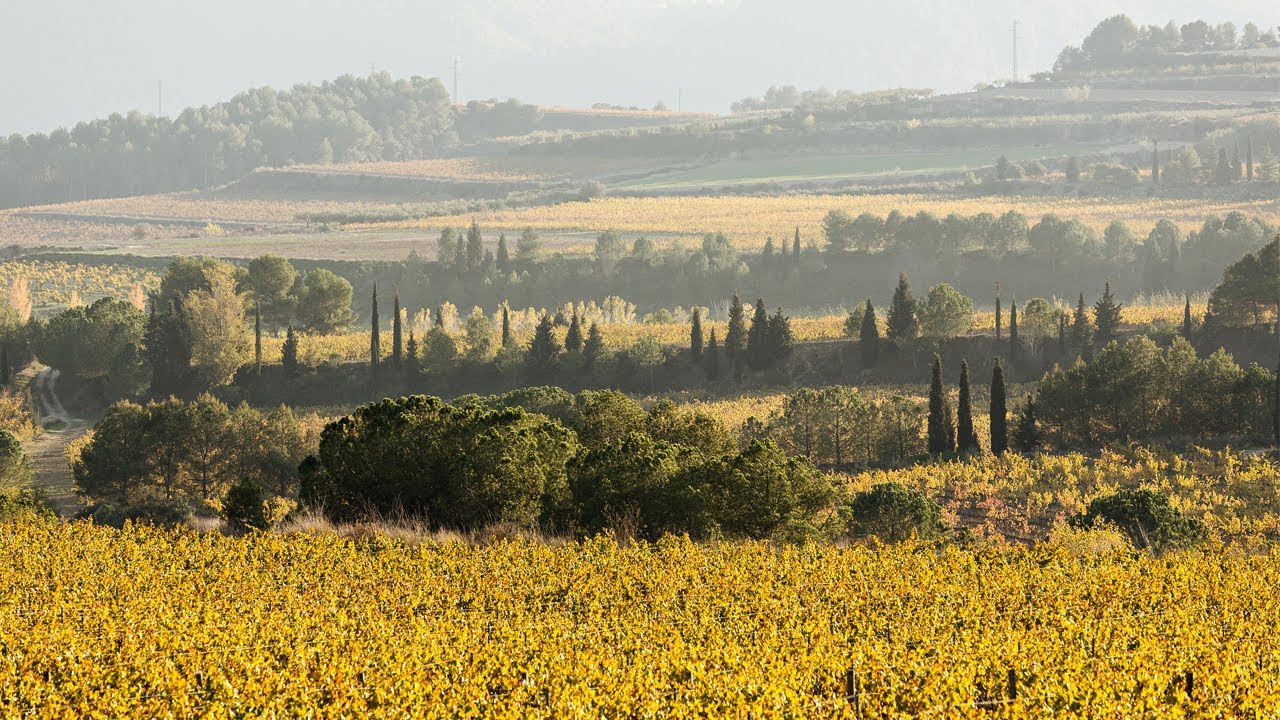 Kila Cava キラ・カバ2020 – FujisanWinery 富士山ワイナリー