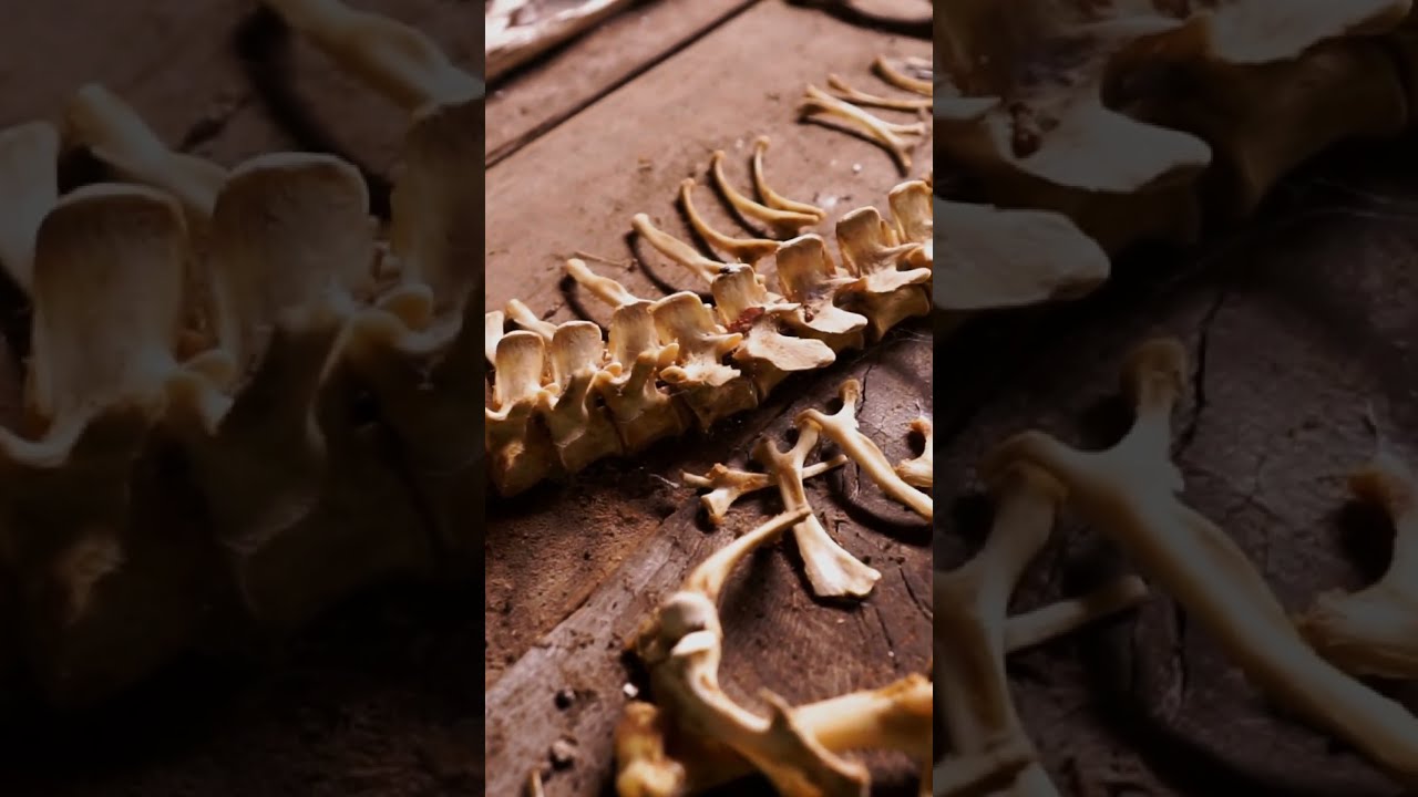 The Bone Wars 1877 to 1892