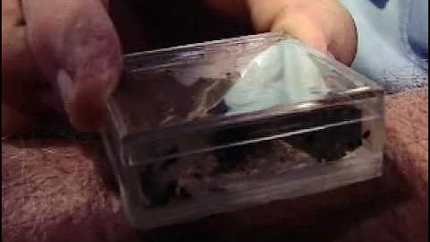 Introducing Aptiv Bed Bug Traps