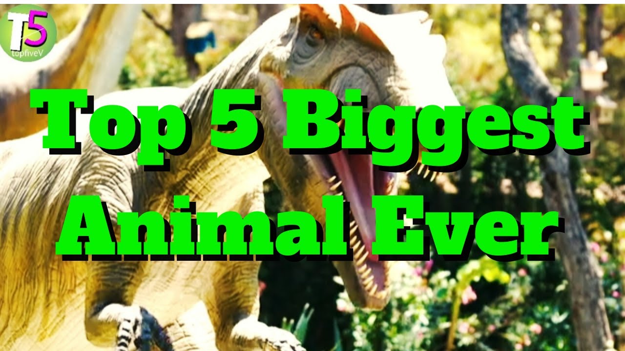 Top 5 Biggest Animals In The World Top Largest Creature On Earth top-5-biggest-animals-in-the-world-top-largest-creature-on-earth