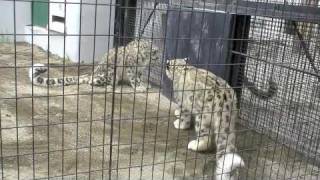 ユキヒョウダッシュ