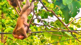 Swift Rescue As Alika Defends Weak Newborn From Persistent Kidnapping Juvenile Macaques