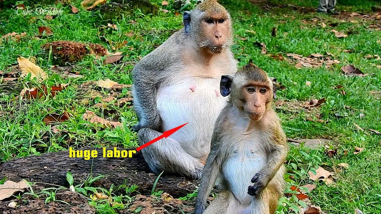 cute monkey pics Oh, Adolescent Brutus Jr will see his new sibling soon cos Jill's pregnancy is very big belly.