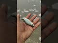 #fish #fishing #food बहुत ही कठिन होती है छोटी मछलियों की जिंदगी