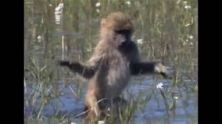 The way baboons cross a river