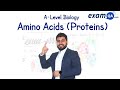 Amino Acids (Proteins) | A-Level Biology