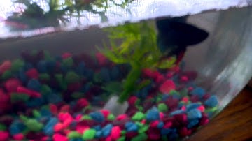 Acer Iconia Tab A500 review: Video sample