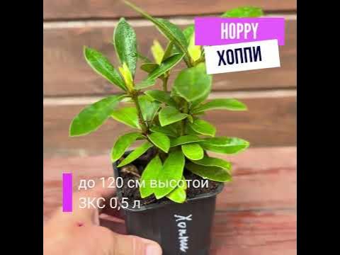 Рододендрон Хоппи - YouTube