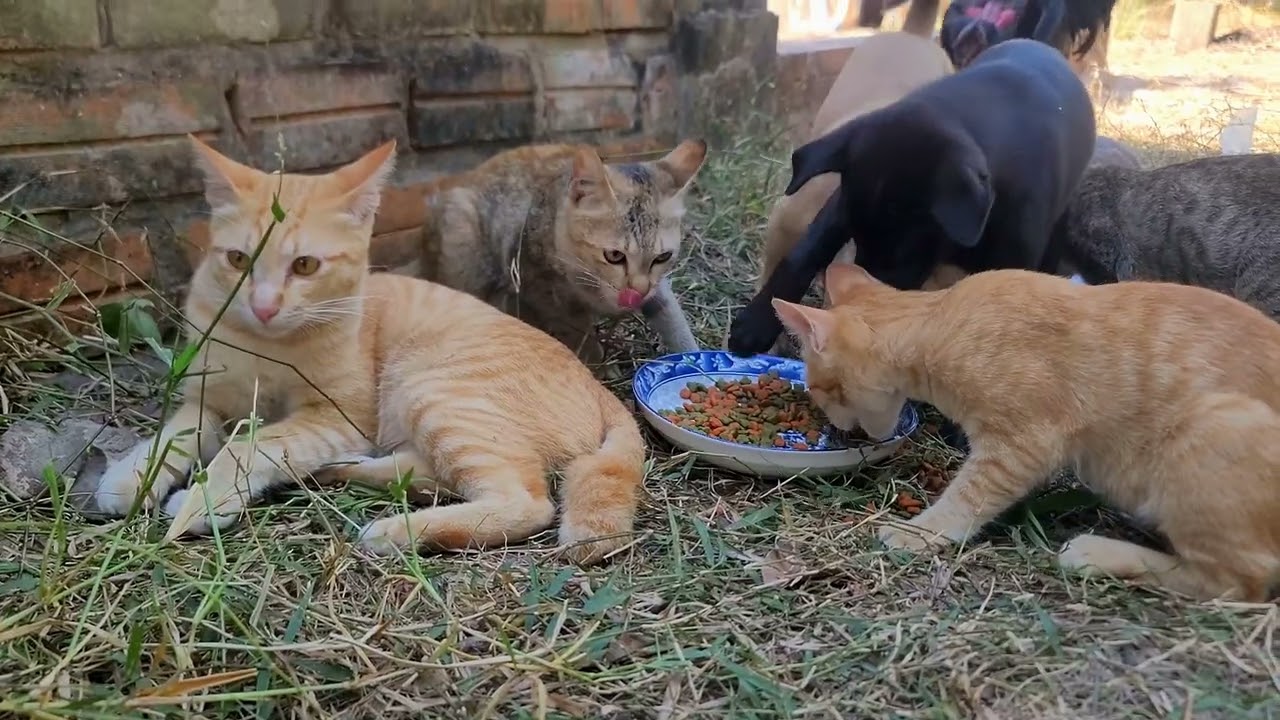 Daily Feeding Routine Compilation | Paw & Hoof Life | 4K60FPS