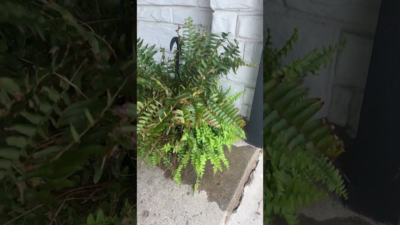 I think she’s starting to thrive 🤷🏼‍♀️ 