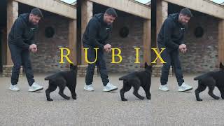 Rubix the German Shepherd  Family protection Dog