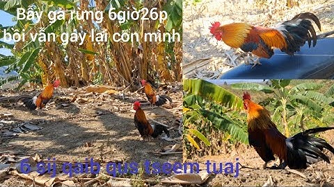 Bẫy gà rừng 26/2/2025 tối 6 giờ 26p vẫn còn chưa ngủ mà gáy cùng con mồi.cuab qaib qus tuaj zoo