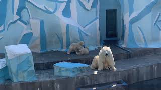 Норди и Шайна. Новосибирск. Зоопарк. Белые медведи