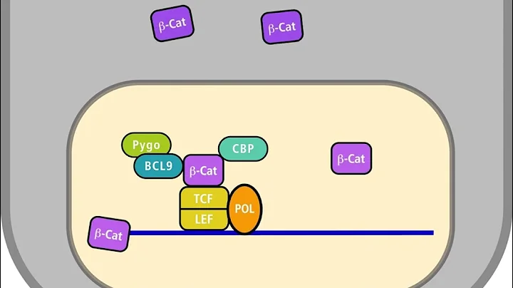 The Wnt pathway in a normal and in a tumour cell HD