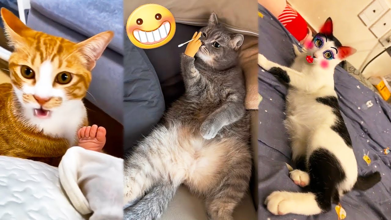 Rolling in Laughter with Adorable and Hilarious Cat Expressions! 😂 ...