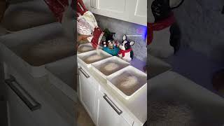 Color rice using acrylic paint for sensory play 🎨 #toddleractivites #learningcolors #sensorybin