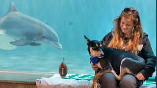 Puppy Bowl Star Buster Visits the Rescued Dolphins at CMA