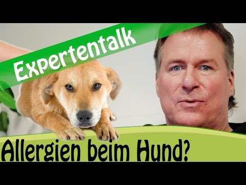 Hat mein Hund eine Allergie? Ursachen, Symptome und Behandlungsmöglichkeiten