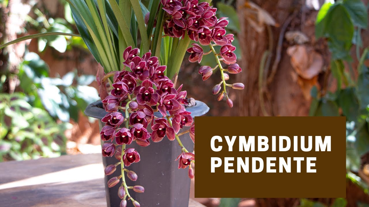 Orquídea Cymbidium Pendente - thptnganamst.edu.vn