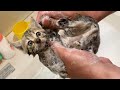 【保護子猫】保護した野良猫の汚れを落とすためにシャンプーしました。I shampooed a stray cat for the first time.