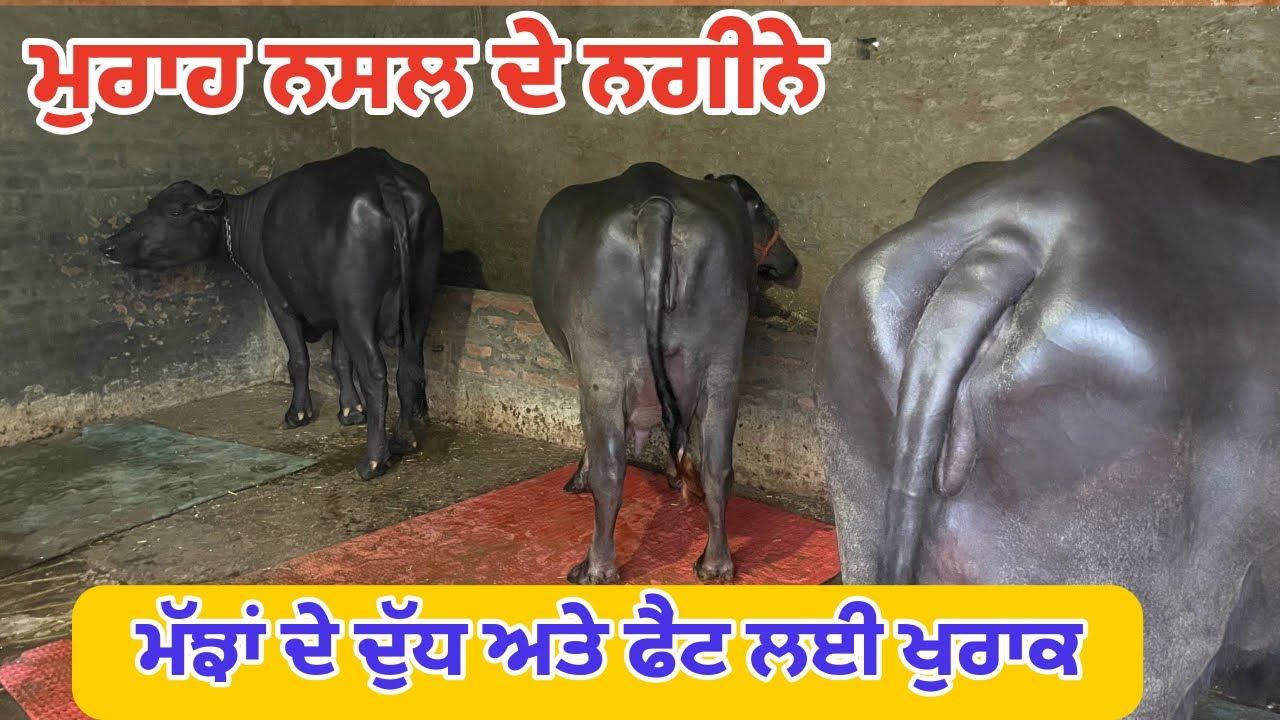 ਪ੍ਰਾਈਵੇਟ ਤੇ ਸਰਕਾਰੀ ਝੋਟਿਆਂ ਦੇ ਰਿਜ਼ਲਟ||ਮੱਝਾਂ ਤੋਂ ਵੱਧ ਦੁੱਧ ਅਤੇ ਵੱਧ ਫੈਂਟ ਲਈ ਖ਼ੁਰਾਕ||