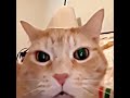 What does your cat sound like?