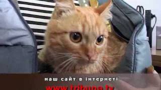 Нападение собак, регистрация животных.flv Нападение собак, регистрация животных.flv