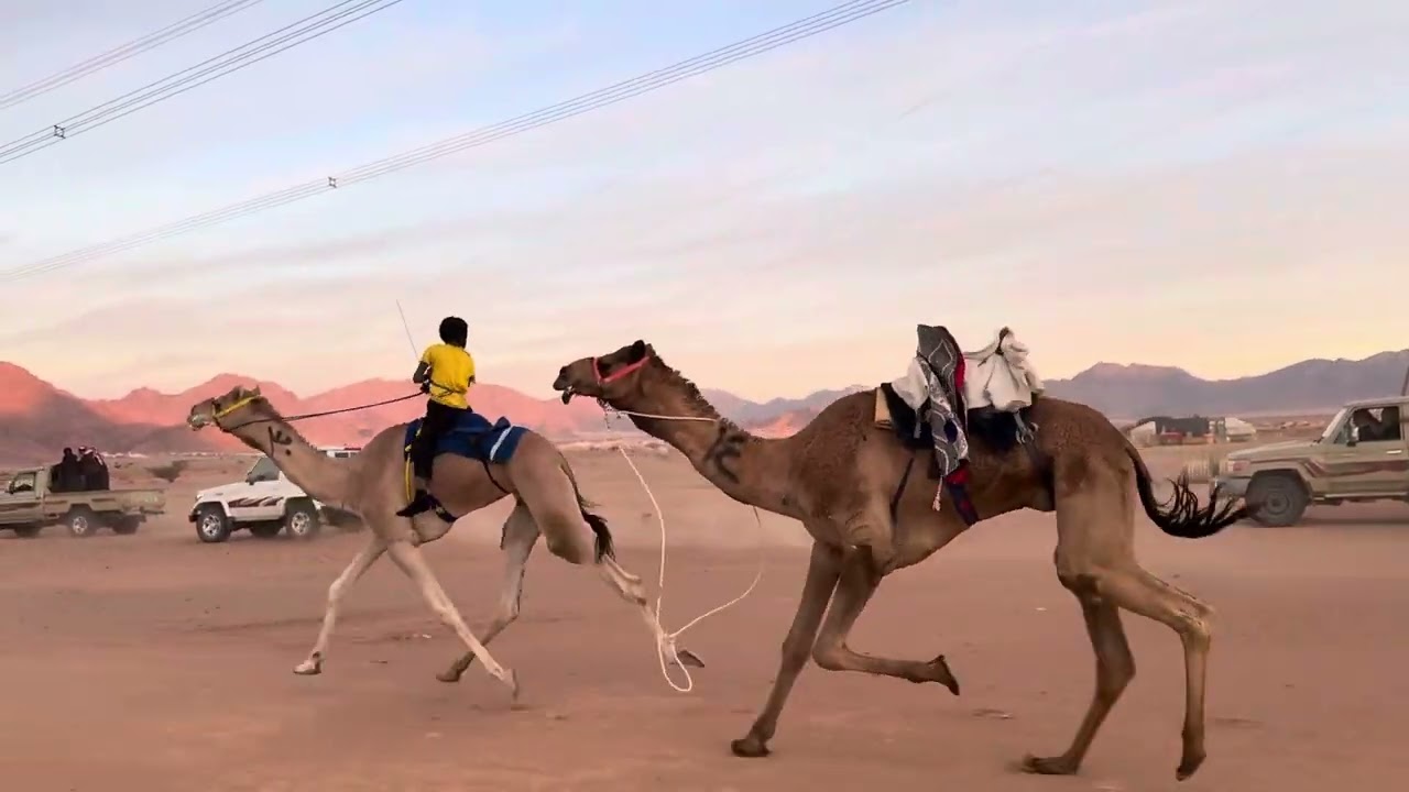 مركاض ميدان الخريطه الجمعه ١٤٤٦/٨/١٥ المركز الاول شاهين محمد مسلم العبيواني