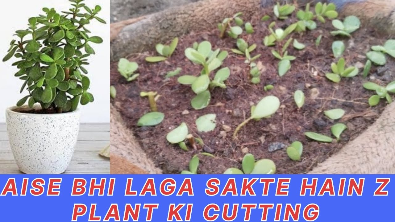 Kesula Image March ke mahine mein lagaya kesula /z plant ki cutting #kesula #z plant ...