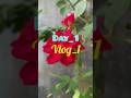 #vlogsinlife #minivlogs #vlogshorts##flowergarden#naturelovers#youtubeshort