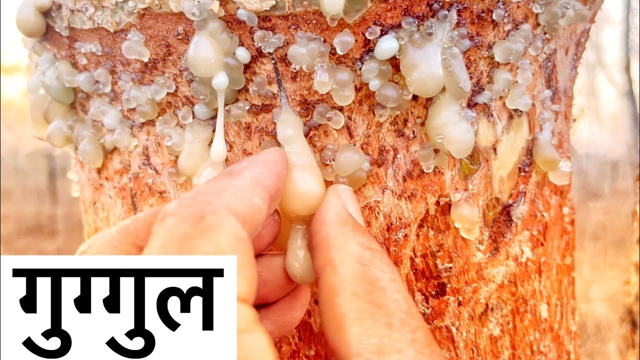 गुग्गुल का गोंद | guggul Tree | Google Tree | Guggul का पेड़ | सलई का पेड़ | सलई | Salai | 